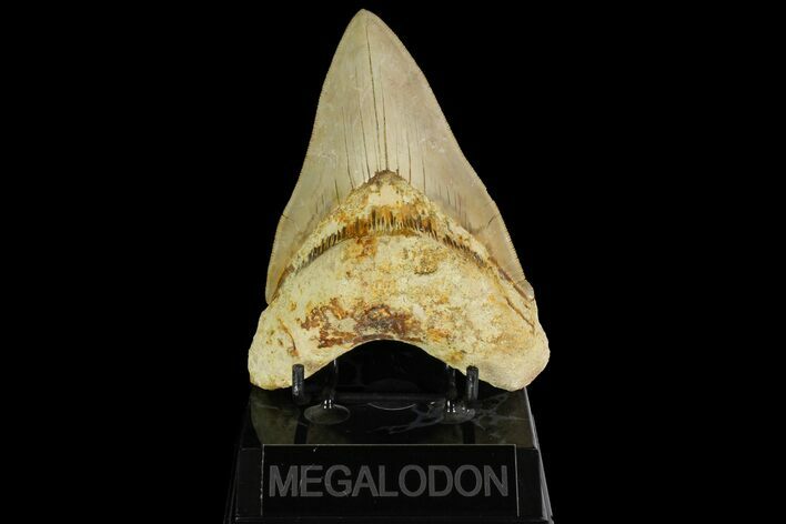 Serrated, Colorful Megalodon Tooth - Indonesia #151826